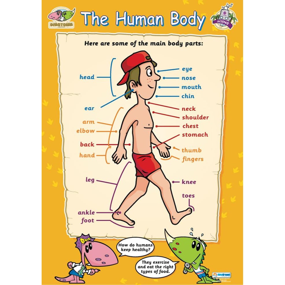 The Human Body Poster - Daydream Education