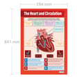 The Heart and Circulation Poster