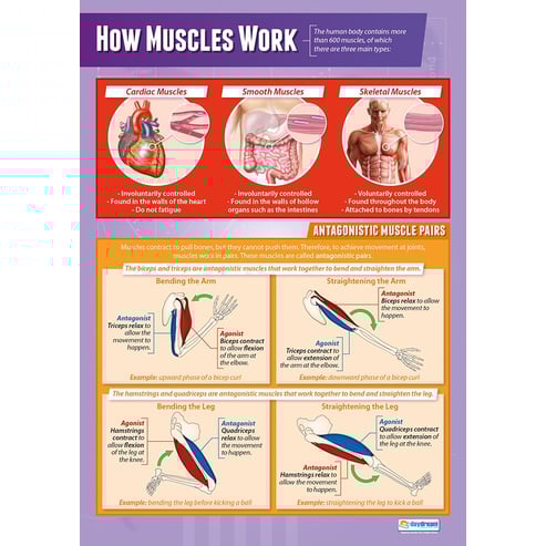 Muscular & Skeletal System Posters - Set of 4