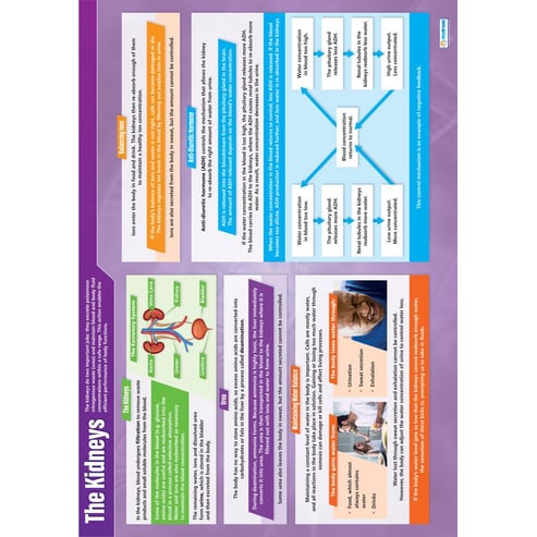 The Kidneys Poster