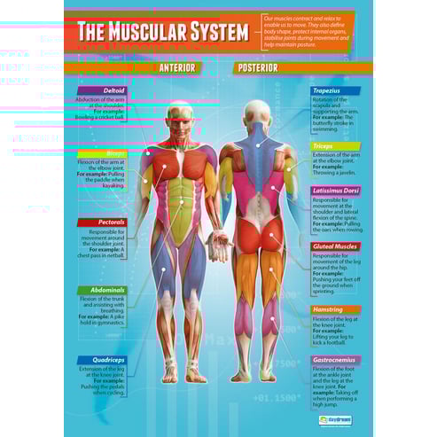 Muscular & Skeletal System Posters - Set of 4