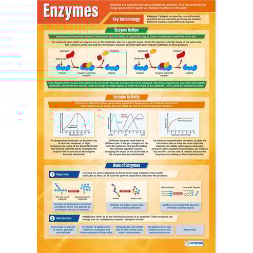 Enzymes Poster
