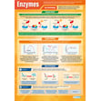 Enzymes Poster