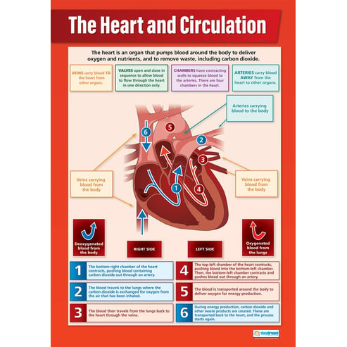 The Heart and Circulation Poster