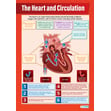 The Heart and Circulation Poster