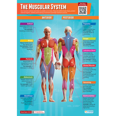 The Muscular System Poster