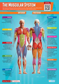 The Muscular System Poster