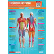 The Muscular System Poster