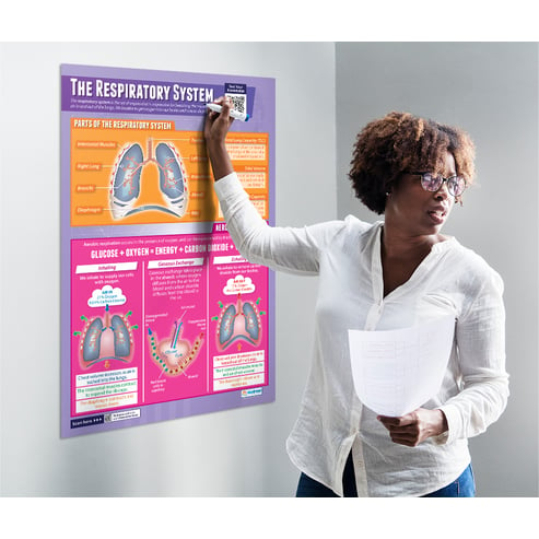 The Respiratory System Poster