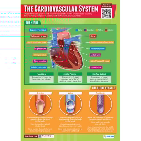 The Cardiovascular System Poster
