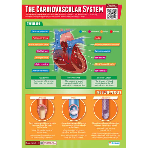 The Cardiovascular System Poster