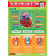 The Cardiovascular System Poster