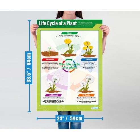 Life Cycle of a Plant Poster