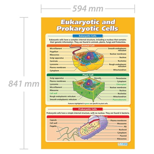 Eukaryotic and Prokaryotic Cells Poster