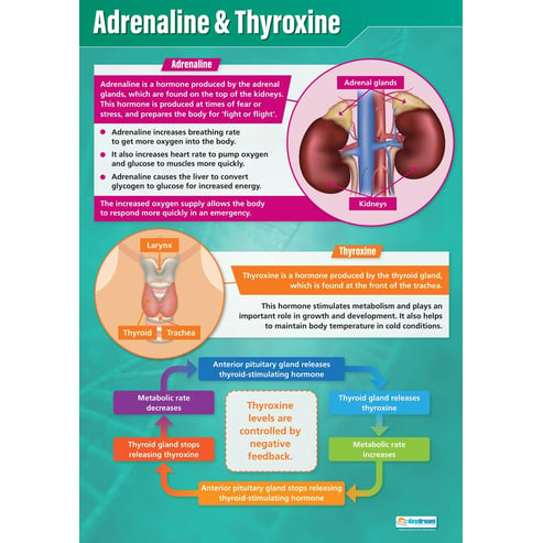 Adrenaline & Thyroxine Poster
