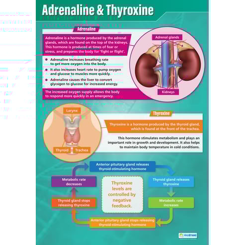 Adrenaline & Thyroxine Poster
