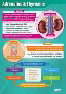Adrenaline & Thyroxine Poster