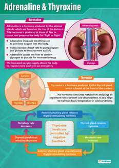 Adrenaline & Thyroxine Poster