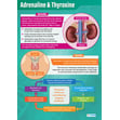 Adrenaline & Thyroxine Poster