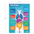 Body Organs Poster