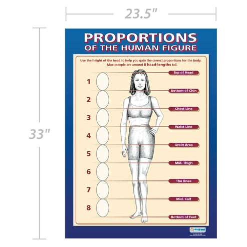 Proportions Of The Human Figure Poster