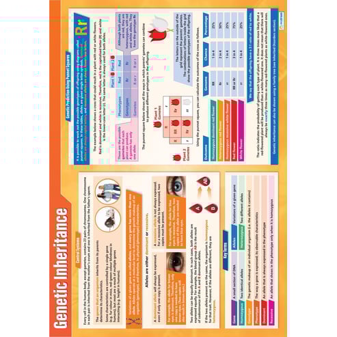 Genetic Inheritance Poster