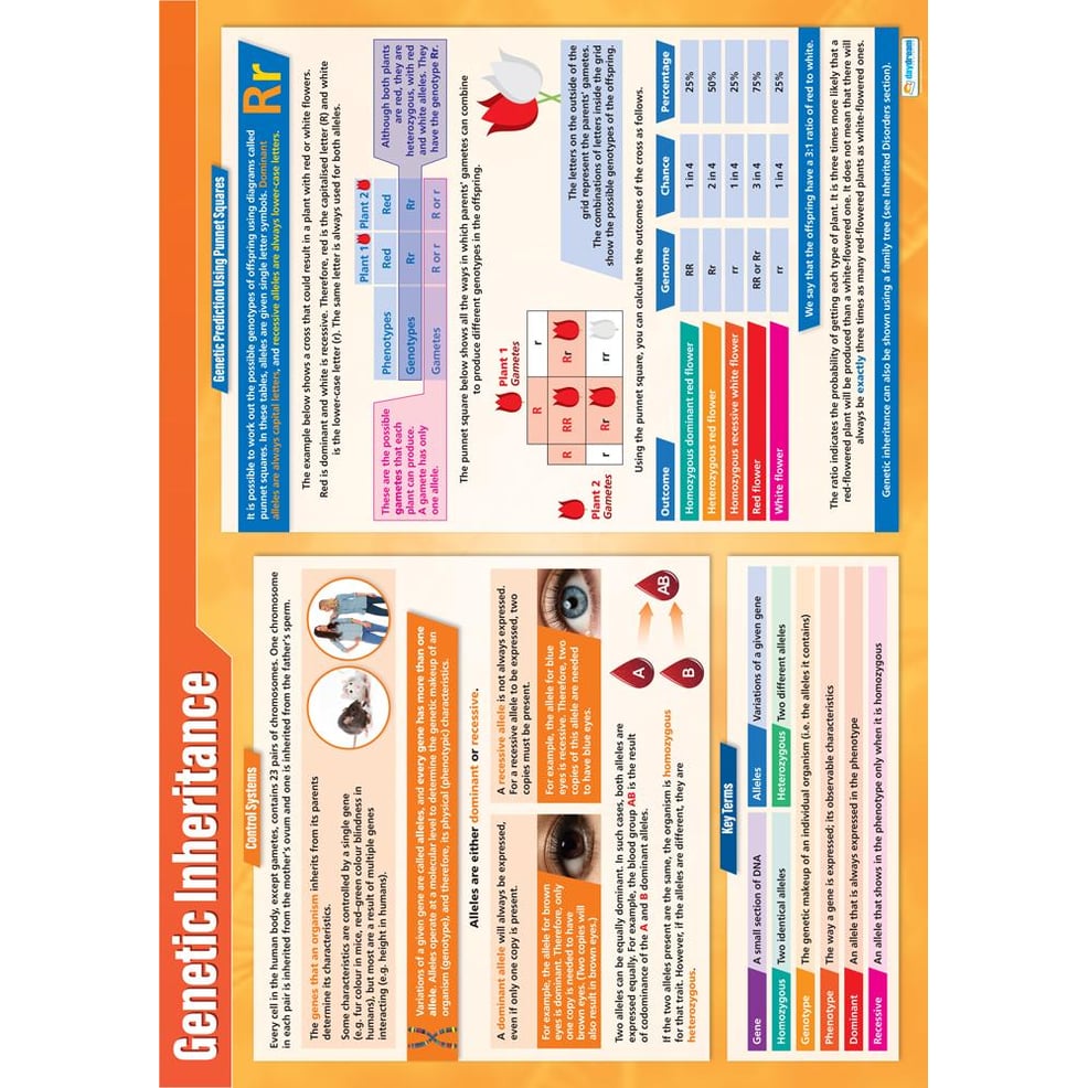 Genetic Inheritance Poster - Daydream Education