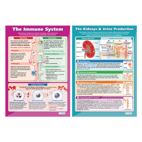 Biology High School Posters - Set of 6