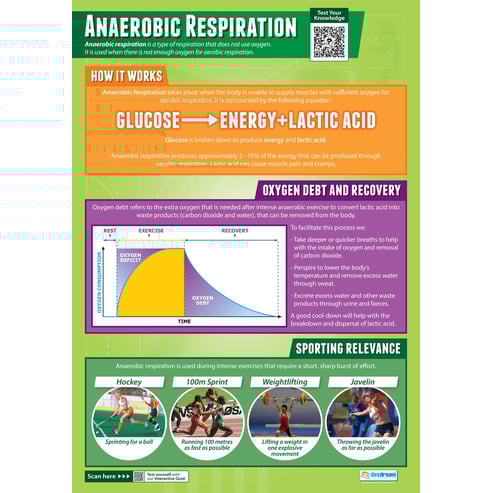 Anaerobic Respiration Poster