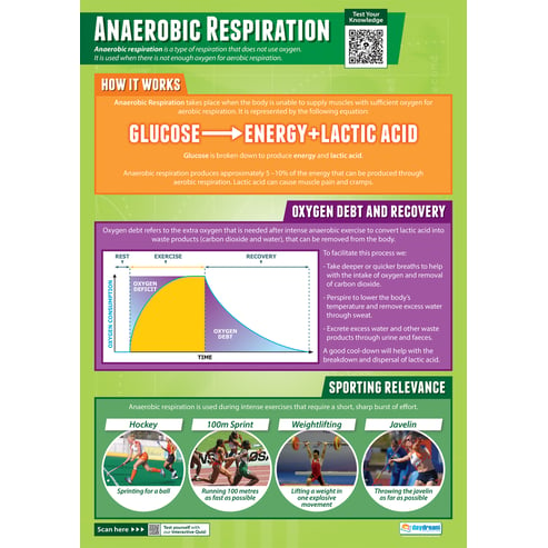 Anaerobic Respiration Poster