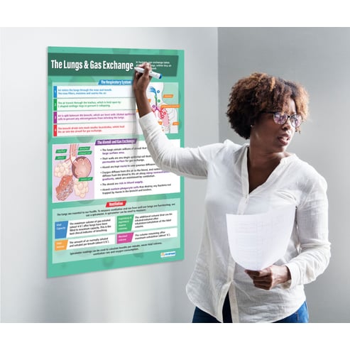 The Lungs and Gas Exchange Poster