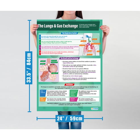 Biology High School Posters - Set of 6