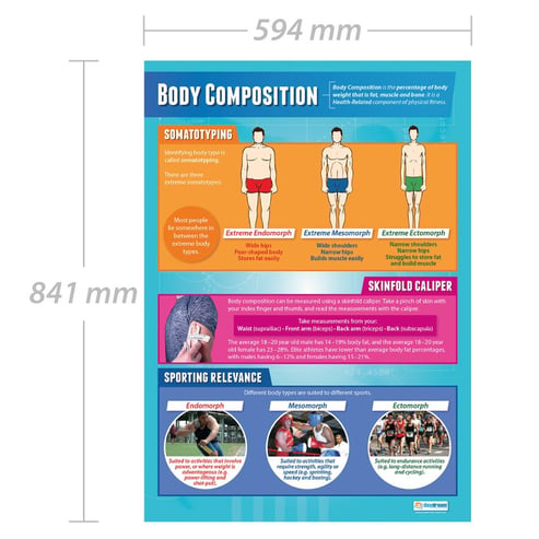 Body Composition Poster