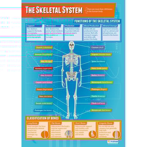 Muscular & Skeletal System Posters - Set of 4