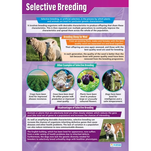 Selective Breeding Poster