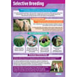 Selective Breeding Poster