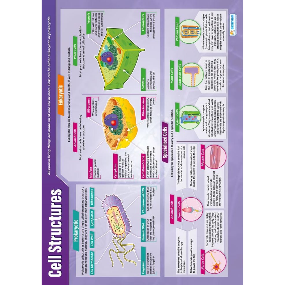 Cell Structures Poster - Daydream Education