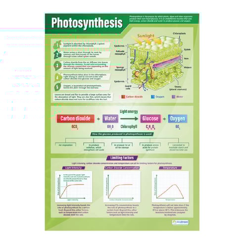 Plants Posters - Set of 4