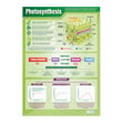 Plants Posters - Set of 4