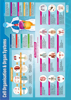 Cell Organization & Organ Systems Poster