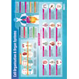 Cell Organisation & Organ Systems Poster