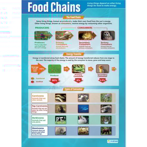The Food Cycle & Food Chains Posters - Set of 2