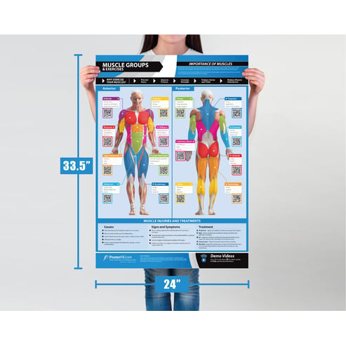 Muscle Groups & Exercises Gym Poster 