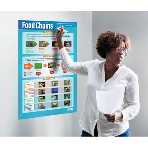 Food Chains Poster Biology Diagrams