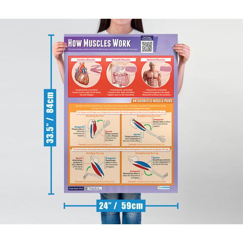 How Muscles Work Poster