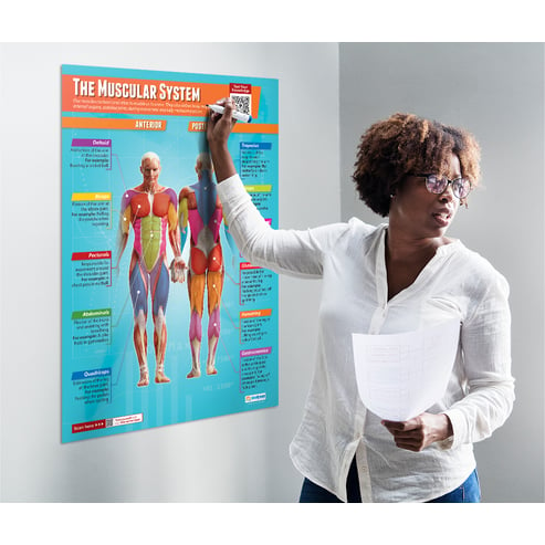 The Muscular System Poster