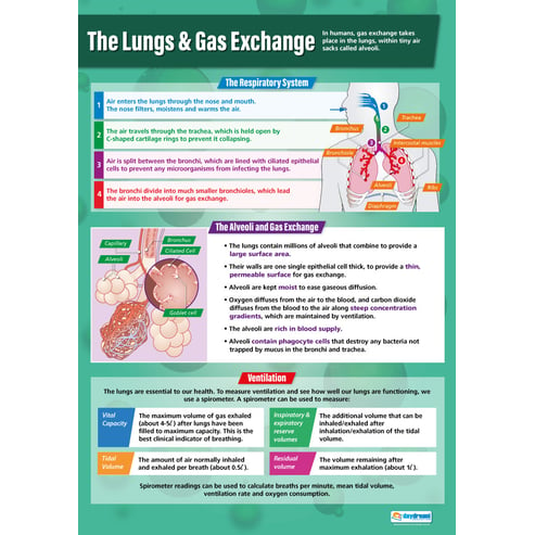 The Lungs and Gas Exchange Poster