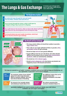 The Lungs and Gas Exchange Poster