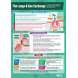 The Lungs and Gas Exchange Poster