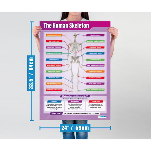 The Human Skeleton Poster